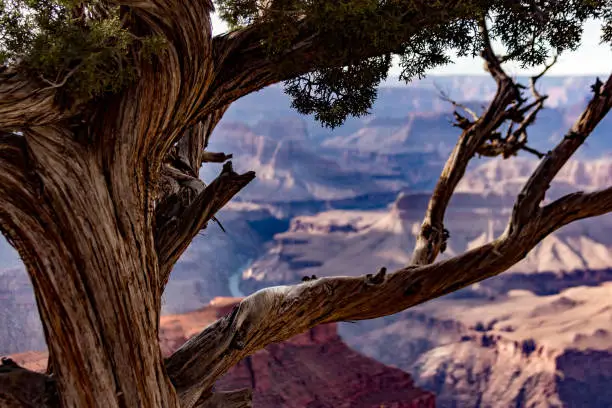 Close-up photo of an old gnarled tree with the Colorado River winding its way through the Grand Canyon in the background.