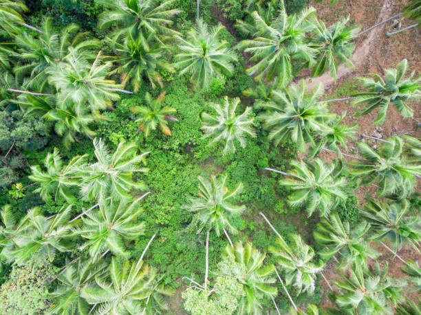 istock Aerial view of palm tree forest, closeup 943012098