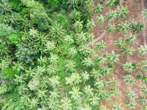 istock Aerial view of palm tree forest 943012198