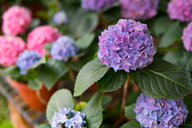istock ydrangea flower, Hortensia flower, background. 943016052