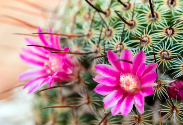 istock Blooming cactus with beautiful pink cactus flowers 943018664