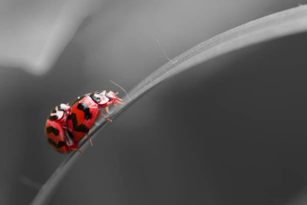 istock Natural background love making ladybugs couple on black background. Valentine background. 943022482