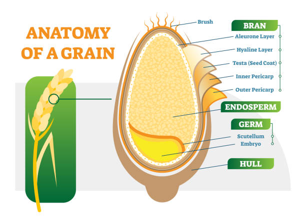 диаграмма иллюстрации вектора анатомических слоев зерна. - bran cereal stock illustrations