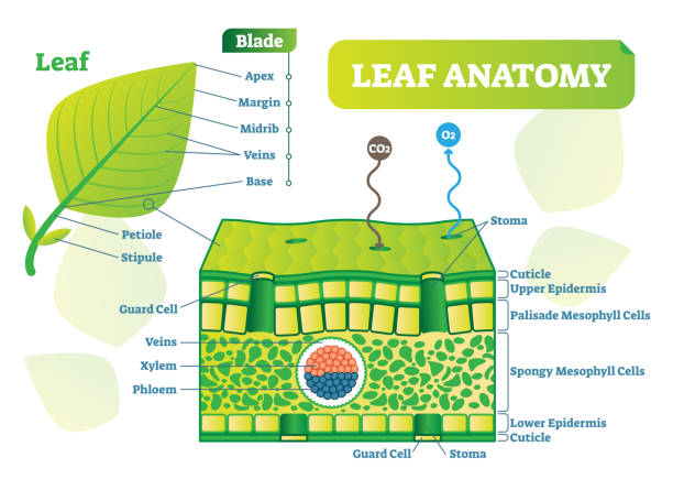 Leaf anatomy vector illustration diagram. Biological macro scheme poster. Leaf anatomy vector illustration diagram. Biological macro scheme poster with leaf inner layers, veins and breathing oxygen exchange. stomata stock illustrations