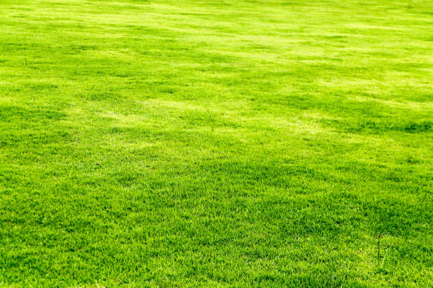 istock Green grass. natural background texture. fresh spring green grass. 943030298