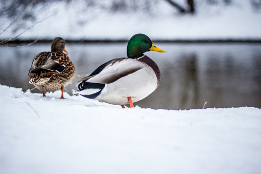 flock of ducks in the snow in winter in nature, Russian nature