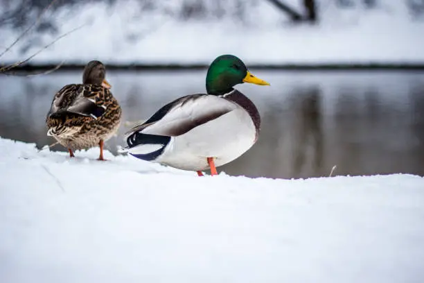 Photo of flock of ducks in the snow in winter in nature