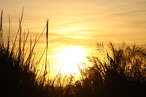 image of sunset and reeds silhouette.