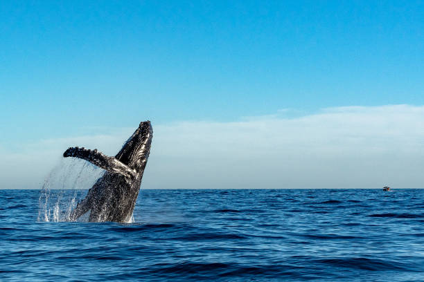 humpback whale while jumping breaching humpback whale breaching on pacific ocean background animals breaching photos stock pictures, royalty-free photos & images
