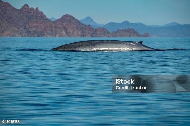Blue Whale The Biggest Animal In The World Stock Photo - Download Image Now  - Animal, Animal Wildlife, Animals In The Wild - iStock