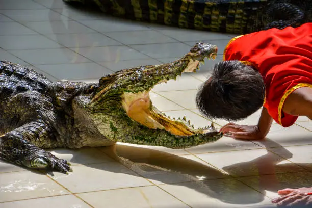 Photo of Head in crocodile mouth.