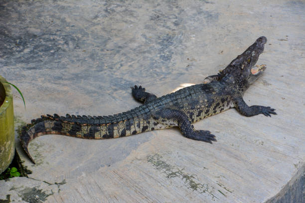 istock Crocodiles at Crocodile Farm in Thailand 943035354