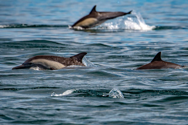 istock common dolphin pod jumping outside the ocean 943035454