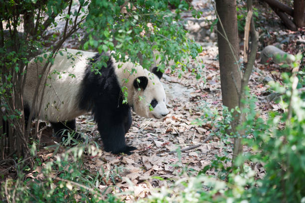 istock Giant panda walking in the forest 943037582