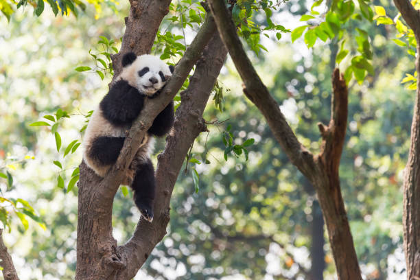 Panda cub sleeping in a tree stock photo