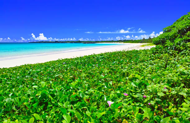 istock Scenery of Togutino-hama 943039884