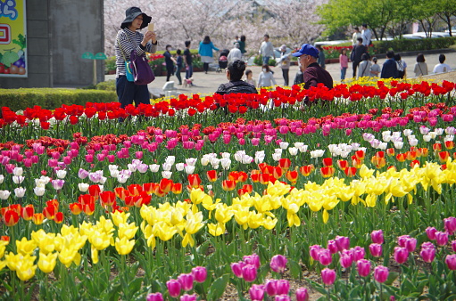 Aichi Japan - April 1, 2018: It is a spring day in Japan. Here is the park in Tahara City, Aichi Prefecture, ‘Santeparcu Tahara’.A lot of brilliant colorful tulips are in bloom. Under warm sunshine, everyone enjoys watching beautiful flowers.and taking family photos with flowers.This place is a place of peace of mind.