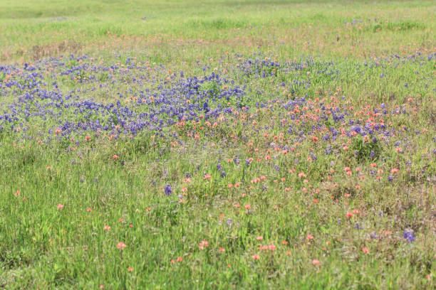 istock Bluebonnet Wildflowers in Waco, Texas 943045670