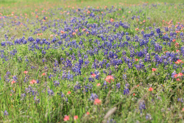 istock Bluebonnet Wildflowers in Waco, Texas 943046096