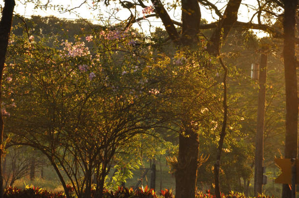 Itaici Garden - SP