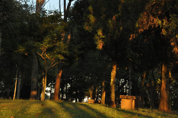 istock Itaici Garden - SP 943047108