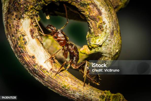 Fire Ant Background Fire Ant Stock Photo - Download Image Now - Ant, Horizontal, Insect ...
