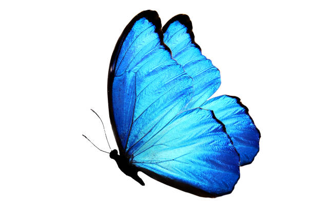 istock beautiful flying tropical blue butterfly. isolated on white 943050690
