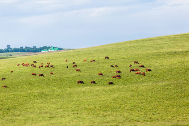 istock Cattle Farming Hills Landscape 943051318