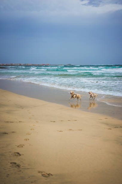 Two lucky dogs romping and running on the wide empty beach.