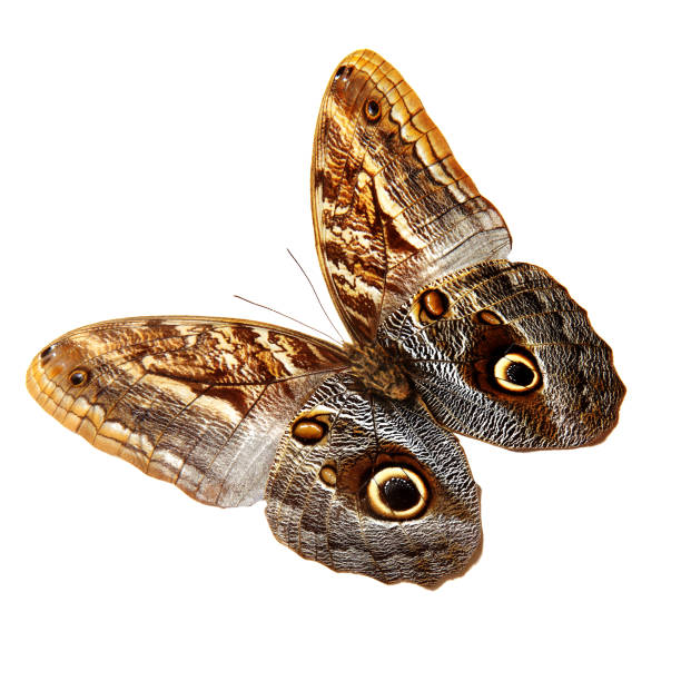 istock beautiful flying tropical brown butterfly. isolated on white 943058318