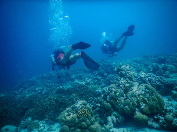 istock Divers at tropical coral reef 943059272