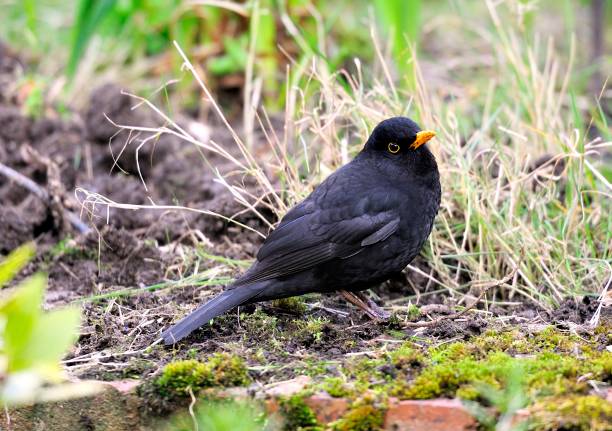 istock Eurasian blackbird in the garden 943059378