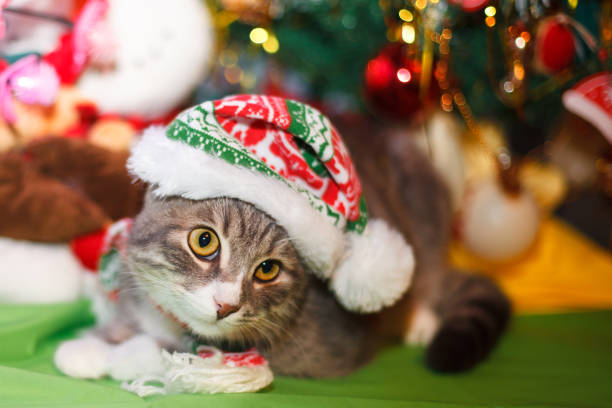 istock cat in the New Year hat under the Christmas tree 943062328