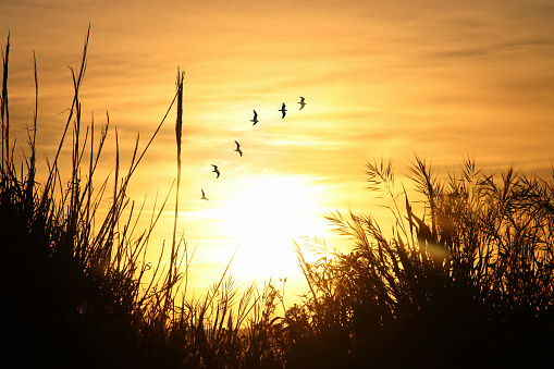 image of sunset flying birds in the sky and reeds silhouette.