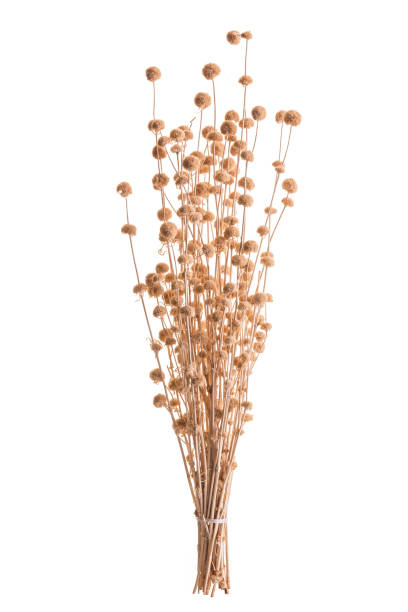 istock Dry color grass flower for interior decoration. Studio shot and isolated on white 943070082