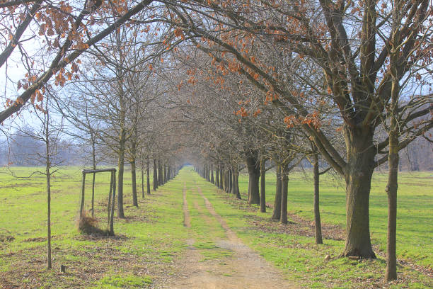 istock panorama of a park in spring 943076826