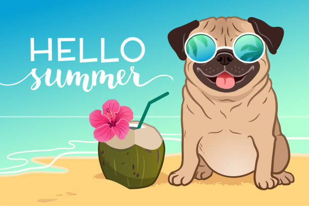 ilustrações de stock, clip art, desenhos animados e ícones de pug dog wearing reflective sunglasses on a sandy beach, ocean in background, green coconut drink, hello summer text. funny humorous lifestyle, tropical vacation, summer holidays, warm weather theme. - vector sand summer smiling