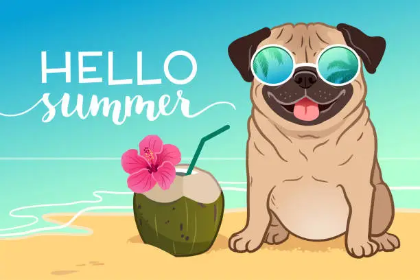 Vector illustration of Pug dog wearing reflective sunglasses on a sandy beach, ocean in background, green coconut drink, Hello Summer text. Funny humorous lifestyle, tropical vacation, summer holidays, warm weather theme.