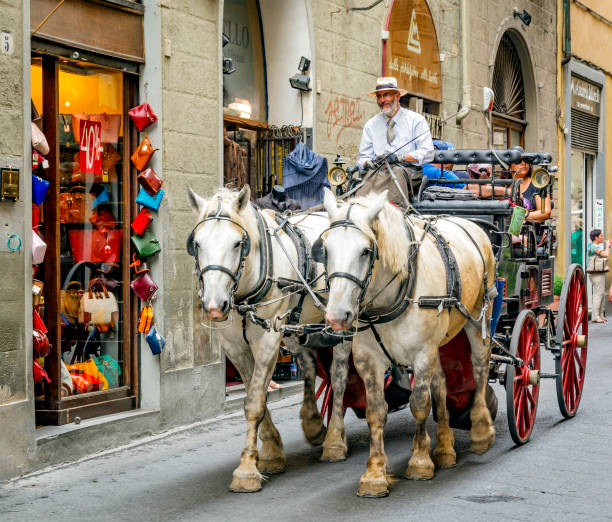Florence, Italy, June 2015: carriage drawn by two Percheron white horses with coachman carrying tourists for a ride in the ancient city of Florence, Italy