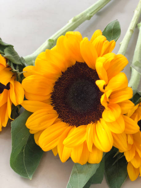 istock Close up yellow Sunflower Bouquet (Big sunflower) 943081876