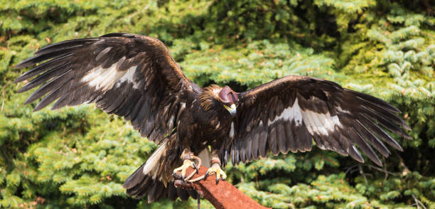 istock tamed golden eagle, Kazakhstan 943082208