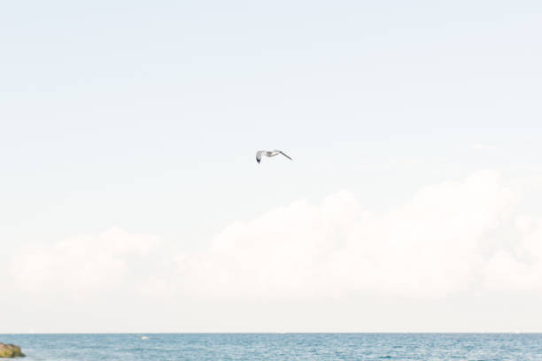 istock Bird on Palm Beach Island 943085718