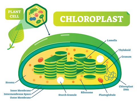 Plant Chloroplast chemical biology vector illustration cross section diagram with membrane, stroma, lamella and other parts. Botanic information scheme poster.