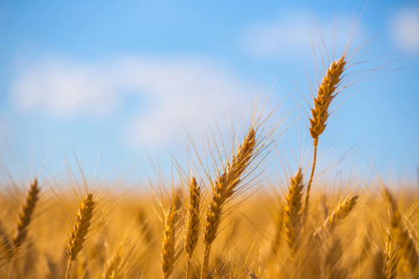 istock beautiful closeup summer wheat field scene 943092408