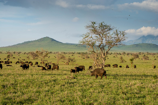 Buffalos seen in Taita Hills.