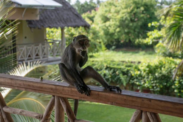 istock Funny monkey seen in Galu beach Kenya. 943095538