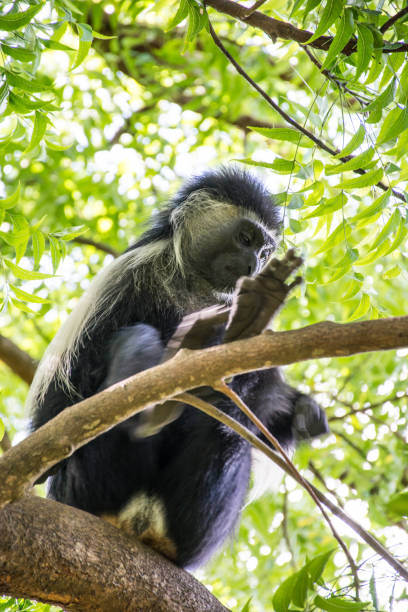 istock Angola Colobus hanging on tree in Kenya Diani Beach. 943095584