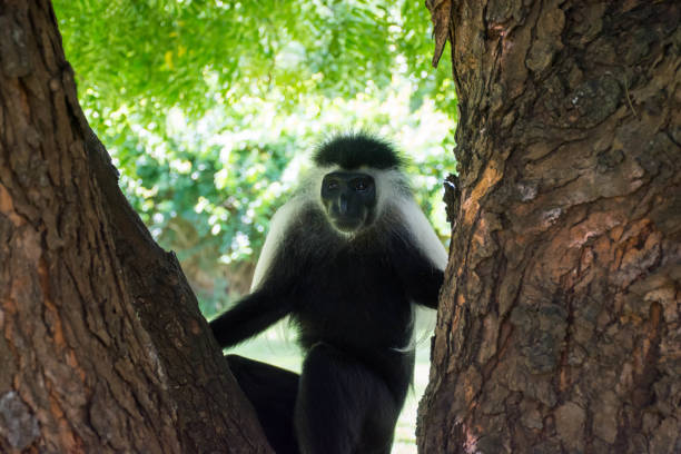 istock Angola Colobus hanging on tree in Kenya Diani Beach. 943095608