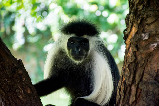 istock Angola Colobus hanging on tree in Kenya Diani Beach. 943095610