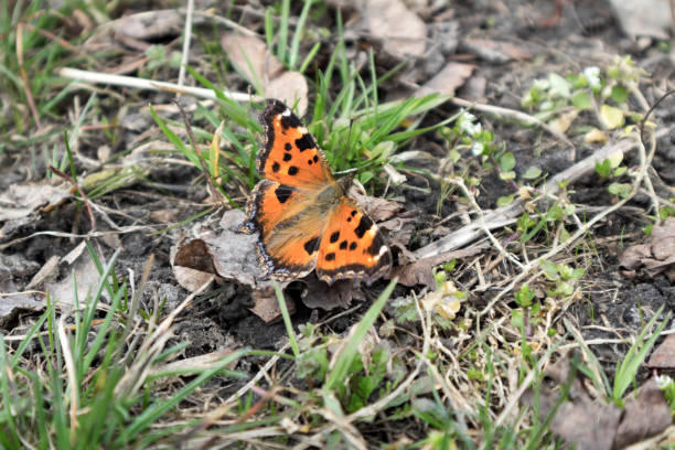 istock Scarce tortoiseshell butterfly on a fallen leaf among green grass. 943096370